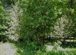 Birnamwood