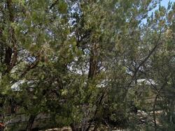 Canyon Lake